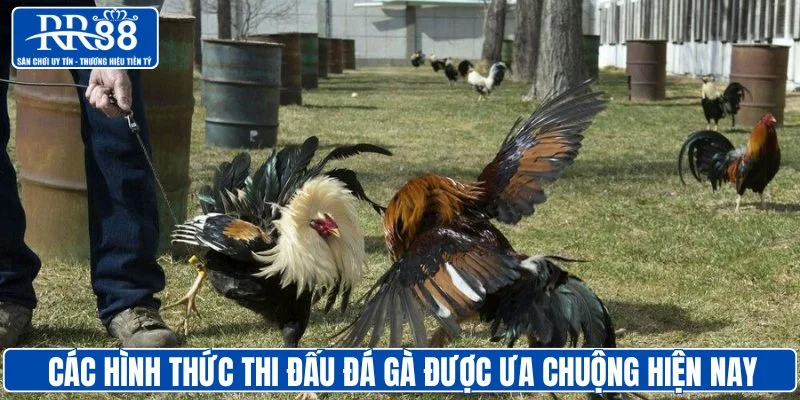 Các hình thức thi đấu đá gà được ưa chuộng hiện nay