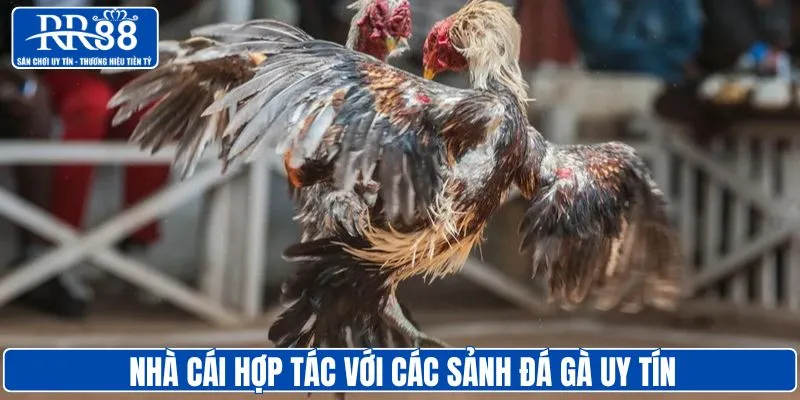 Nhà cái RR88 hợp tác với sảnh gà thomo uy tín